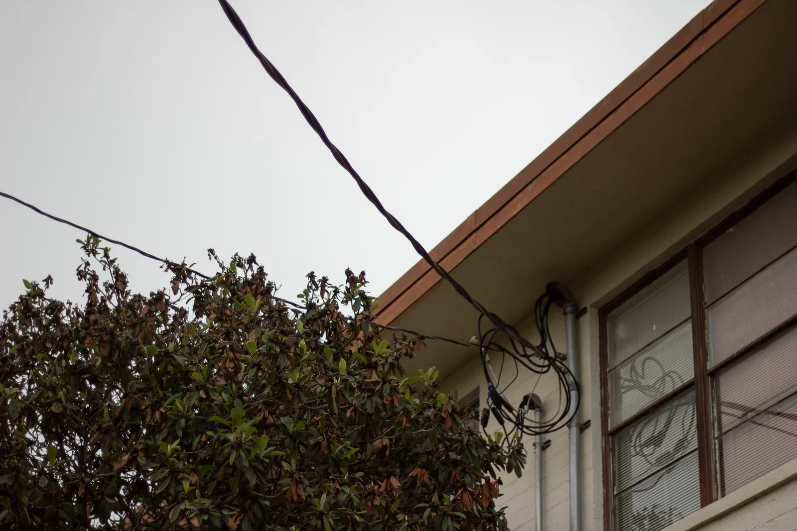 A power line running diagonally past the eave of a low school building, an overgrown tree pressing against the windows below